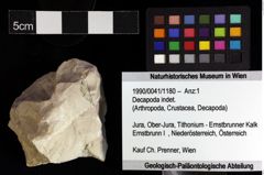 Foto (Objket + Etiketten) von Decapoda indet. 